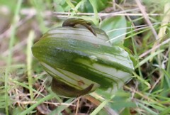 Pterostylis cucullata