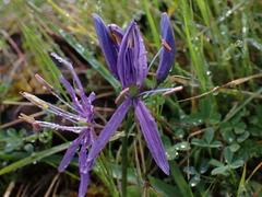 Camassia