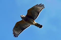 Buteo lineatus
