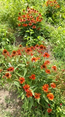 Gaillardia pulchella