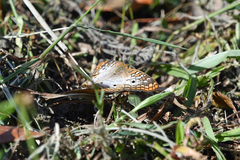 Anartia jatrophae