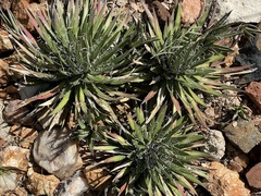 Agave × leopoldii
