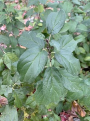 Rhamnus cathartica