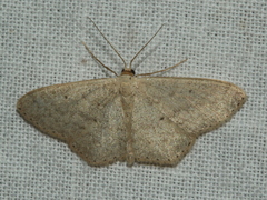Scopula perlata