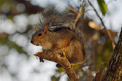 Sciurus carolinensis