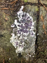 Nectriopsis violacea