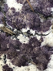 Nectriopsis violacea