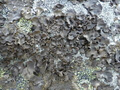 Umbilicaria polyphylla