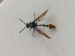 Phimenes flavopictus blanchardi