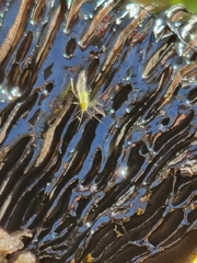 Euceraphis