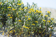Senecio crassiflorus