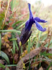 Gentianopsis barbellata