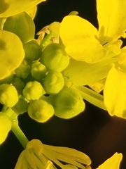 Brassica