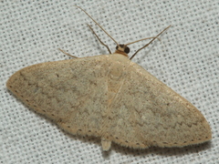 Scopula rubraria
