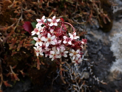 Micranthes rufidula