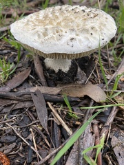 Amanita farinacea