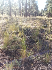 Muhlenbergia montana