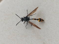 Phimenes flavopictus blanchardi