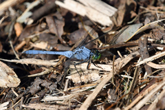 Erythemis simplicicollis