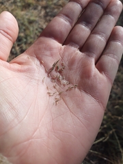 Muhlenbergia montana