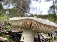 Amanita farinacea