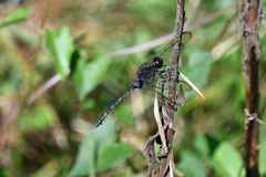 Erythemis plebeja