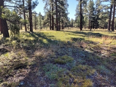 Muhlenbergia montana