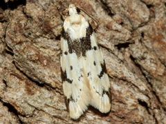 Sympoecila delotypa