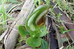 Pterostylis cucullata