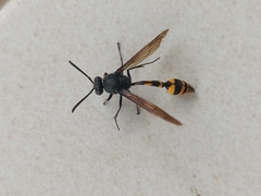 Phimenes flavopictus blanchardi