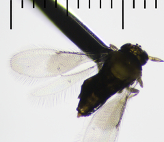 Aphelinidae