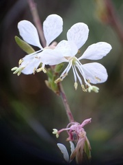 Oenothera filiformis