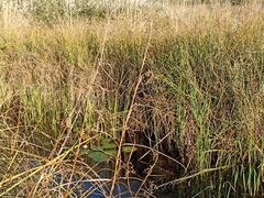 Cladium mariscus