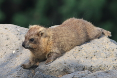 Procavia capensis