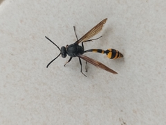 Phimenes flavopictus blanchardi