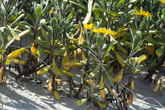 Senecio crassiflorus