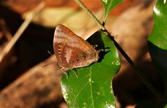 Arhopala micale