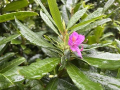 Rhododendron