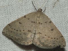 Taxeotis reserata