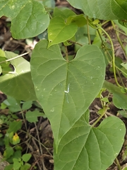 Asclepiadoideae
