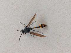 Phimenes flavopictus blanchardi
