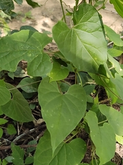 Asclepiadoideae