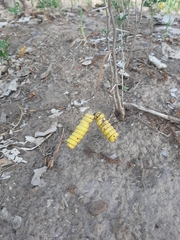 Prosopis strombulifera