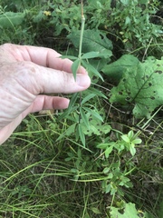 Lilium philadelphicum