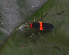 Phthiarella decorata