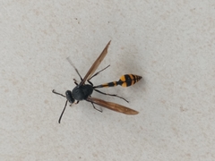 Phimenes flavopictus blanchardi