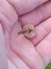 Macrocystidia cucumis