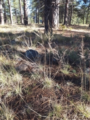 Blepharoneuron tricholepis