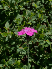 Dianthus seguieri
