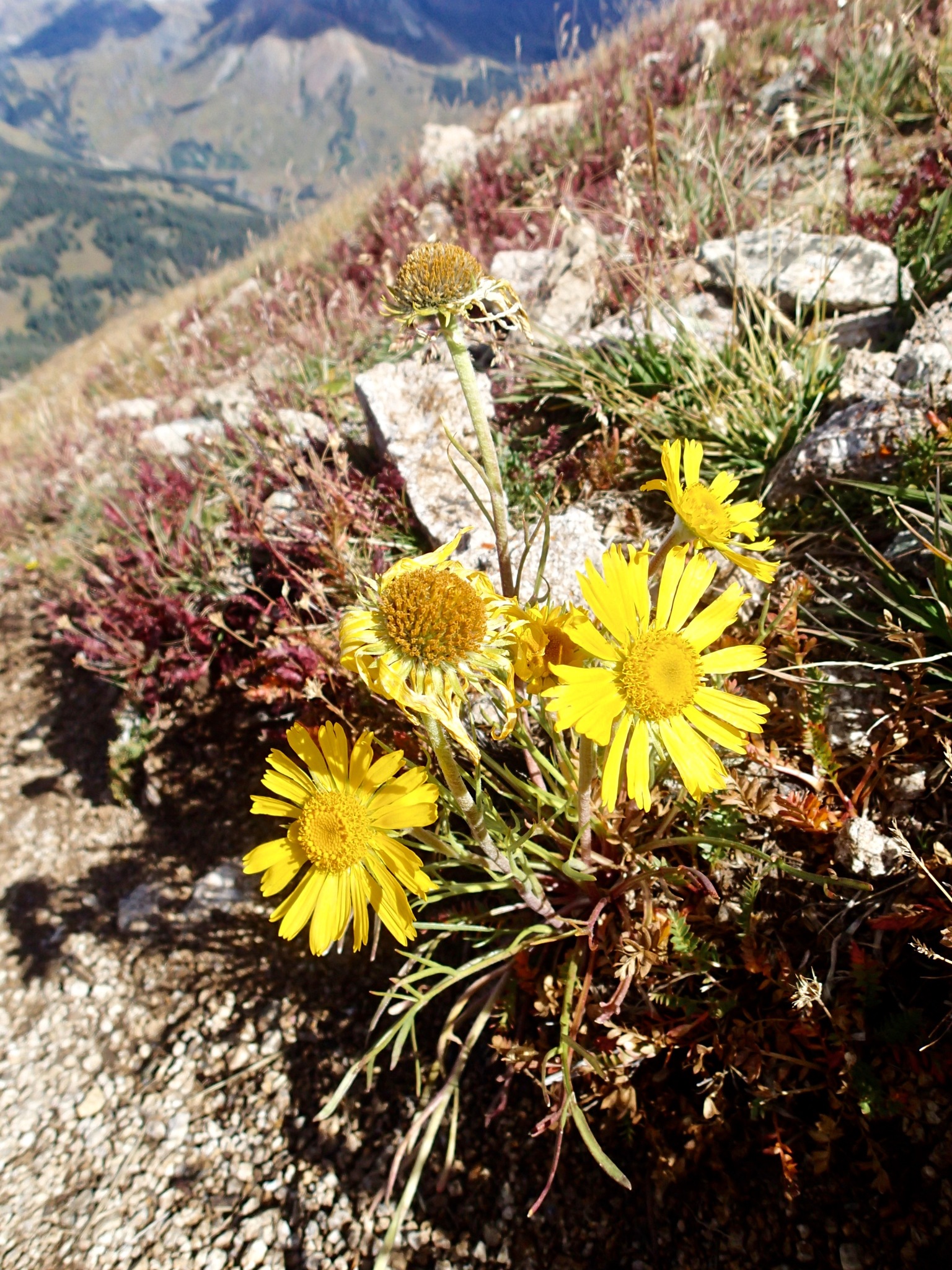 Hymenoxys grandiflora